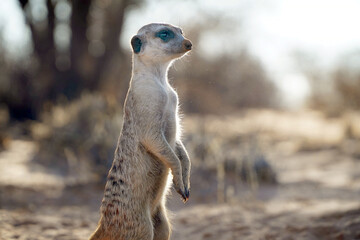 Cute meerkat in a burrow in Kalahari desert, South Africa