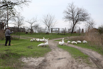A man herds white geese while walking near a broken rural road 