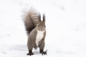 Ezo squirrel in the snow