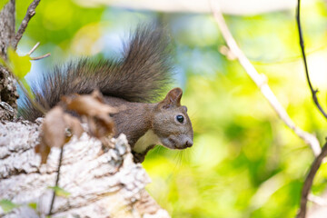 Hokkaido squirrel on a tree in summer