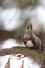 Wild Ezo squirrel holding and eating a nut in the forest