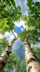 Fototapeta premium Dramatic Treetops Against Stormy Sky