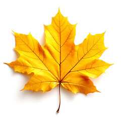 Fototapeta premium Colorful autumn maple leaf cut out