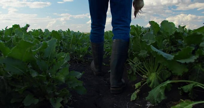 Farmer wearing in rubber boots walking through green sugar beet plants rows in cultivated field