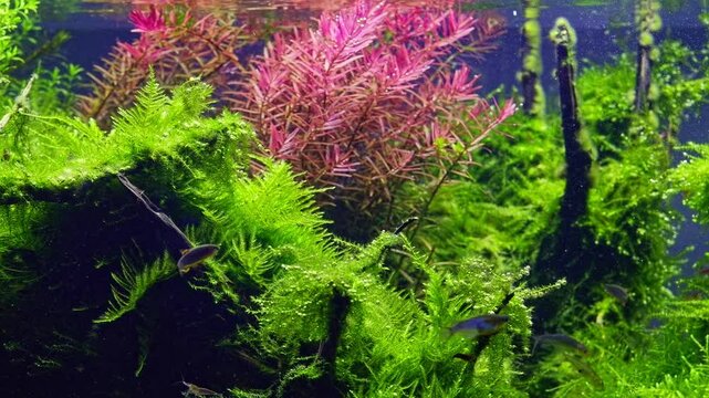 lush java moss vegetation, galaxy rasbora fish, in Amano style ryoboku aquascape, Indian toothcup planted driftwood aquadesign, LED light vivid color, nutrient rich aquatic plant care, nature balance
