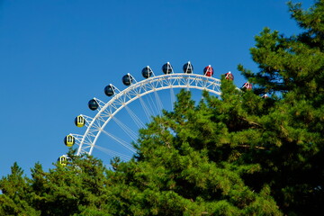 Sokcho Eye Ferris Wheel Above Pine Trees