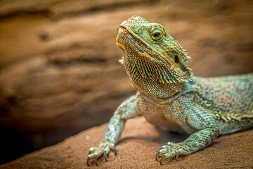 Bearded Dragon Resting on Rock in Sunlit Environment