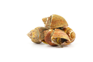 Roasted Sweet shellfish isolated on white background. Fresh seafood.