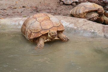 Giant Yellow-Footed Tortoise walking free on land. Big Turtles at the Zoo