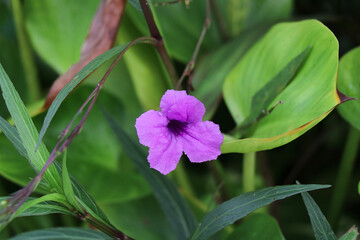 flower in the garden
