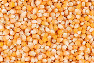 Texture of yellow maize or corns seed grains.Corn is a plant that provides very high carbohydrates.Control blood sugar levels to be stable.