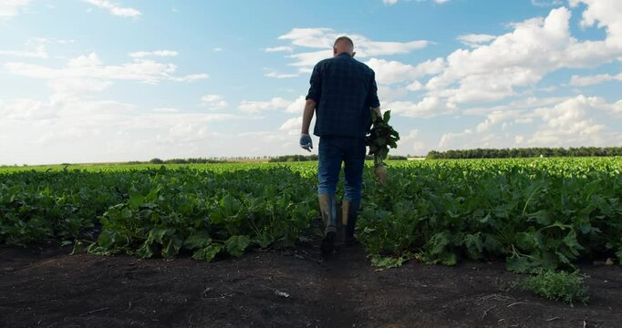 Farmer walking through green sugar beet plants rows in cultivated field. Man examining sugar beetroot in field