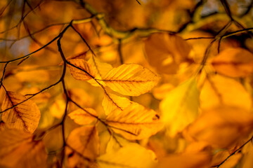 Close-up of golden-yellow autumn leaves on branches, with a soft, warm background.