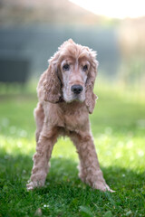 Un vieux chien de race cocker spaniel