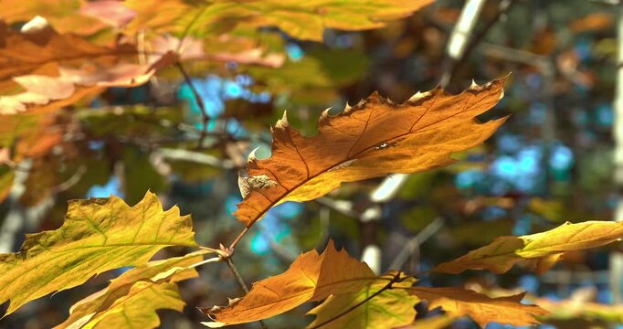The Golden Forest, a Journey Through the Autumn Leaves