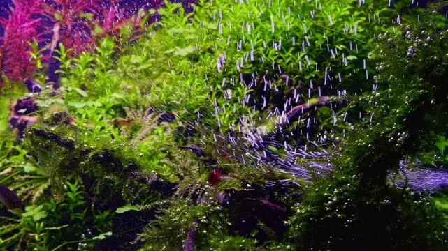 air pump oxygenate Amano style ryoboku aquascape, java moss vegetation, galaxy rasbora fish, Indian toothcup planted aquadesign, red cherry shrimp, LED light vivid color, nutrient rich aquatic plant