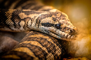 Snake close-Up of Python's Head with Detailed Scales in Natural Environment