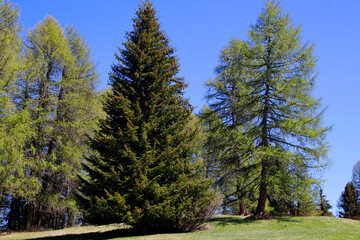Fichte Baum (Picea) und Lärchenbaum (Larix) auf Hügel in Landschaft, Bayern, Deutschland