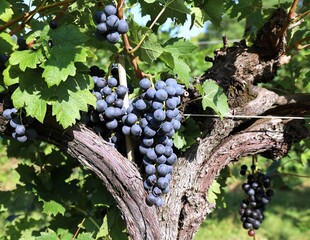 Bunch of ripe merlot hanging on vine  over its grape vine trunk tree