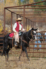 Senior woman in pink western outfit riding a black horse with western tack in front of Angus cattle...