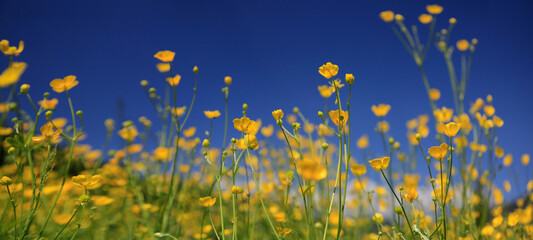 Hahnenfußgewächse (Ranunculaceae) Pflanze mit gelben Blüten, Panorama 
