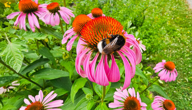 Hummel auf rosa Blume 