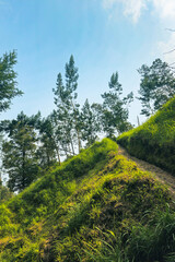 The vast hilly area is a tropical forest dominated by lush trees. This green hilly area with several fallen or broken trees due to wind and lightning was photographed on a clear day