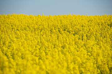 Champ de colza au mois de mai , jolies fleurs jaunes avec un beau ciel bleu