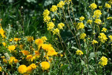 fleurs de pissenlit et fleurs de colza 