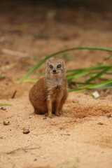 Yellow mongoose
