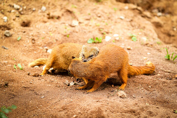 Yellow mongoose fight