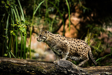 wild fishing cat