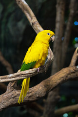 Golden parakeet bird (Guaruba guarouba)