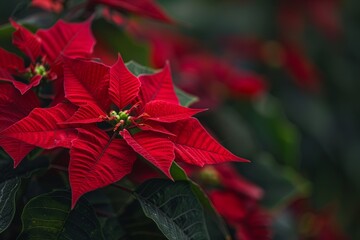 A close-up view of a beautiful poinsettia plant,Bright red poinsettia flowers flourishing in a garden, creating a vivid and cheerful atmosphere.