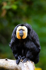 Guianan saki sits on a tree stump. The white-faced saki (Pithecia pithecia) and the golden-faced saki, is a species of the New World saki monkey.