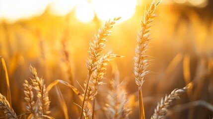 Obraz premium Golden wheat stalks swaying gently in the breeze at sunset in a serene field during autumn harvest season