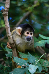Inqusitive South American Black capped squirrel monkey (Saimiri boliviensis) in a tree