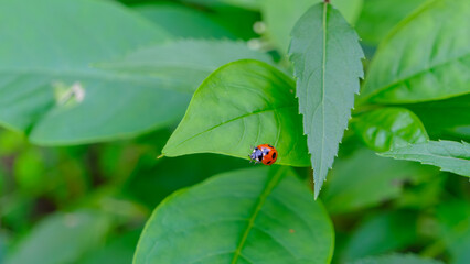 Ladybug on Green Leaf