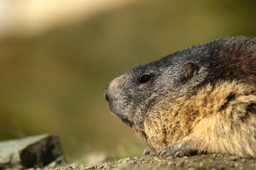 Alpine Marmot on sunny day in front of mountains, Carinthia, Austria