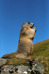 Two alpine marmots (Marmota marmota) feeding outdoors