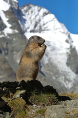 Two alpine marmots (Marmota marmota) feeding outdoors