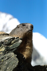 Alpine marmot standing on rock