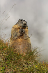 Alpine Marmot on sunny day in front of mountains, Carinthia, Austria