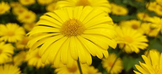 gelbe blüten