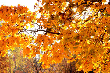 Autumn landscape. The sun illuminates the crown of a maple tree made of yellow leaves