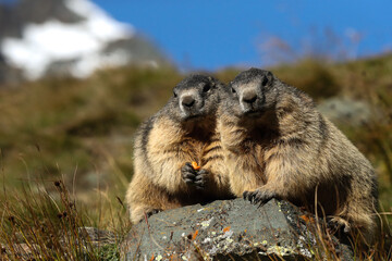 Alpine Marmot on sunny day in front of mountains, Carinthia, Austria