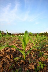 Young corn plants growing in a sunlit field in the countryside.
