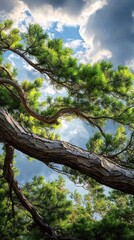 Dramatic Treetops Under Stormy Sky