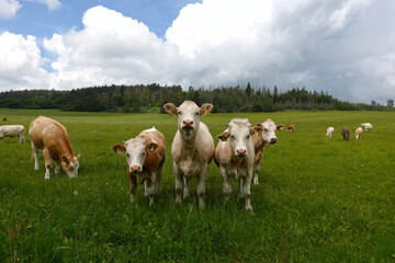 Curious cows looking at the camera