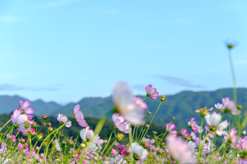 Obraz premium Pink Cosmos Flowers Swaying Against Mountain Backdrop